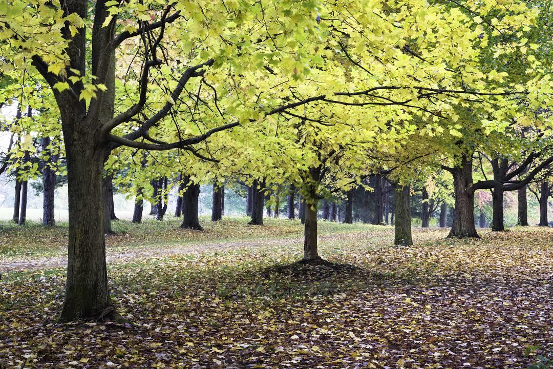 St James Farm Forest Preserve