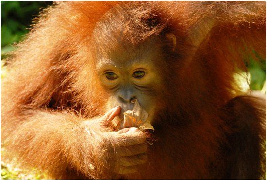 Orang Utan-Schutzgebiet Sepilok