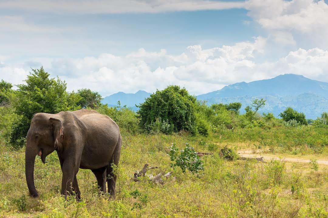 Udawalawe National Park