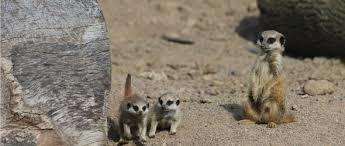 Northumberland Country Zoo