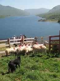 Killary Sheep Farm