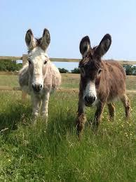 Radcliffe Donkey Sanctuary