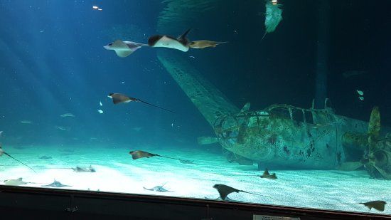 Océarium du Croisic