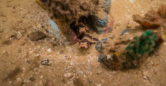 Irukandji Shark & Ray Encounters