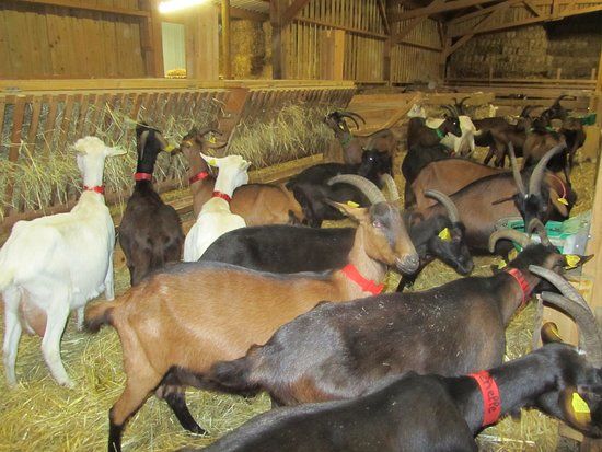 La chèvrerie de Bliquetuit