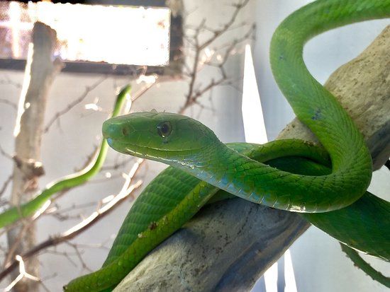 Victoria Falls Snake Park