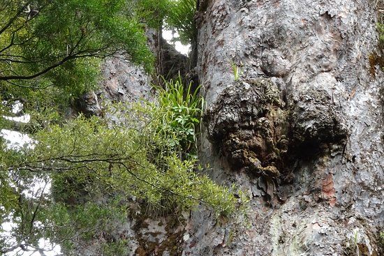 Te Matua Ngahere Walk