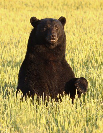 Bear-Ology Black Bear Museum