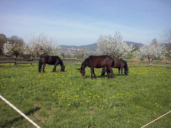Azienda Agricola Cascina Matine'