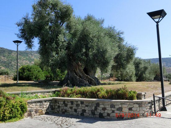 Parco Millenario degli Ulivi