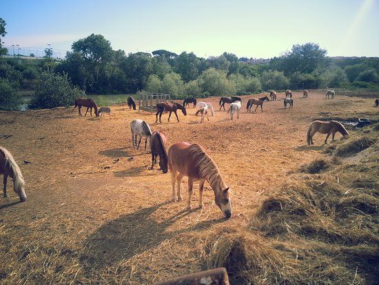 Circolo Ippico Roma River Ranch