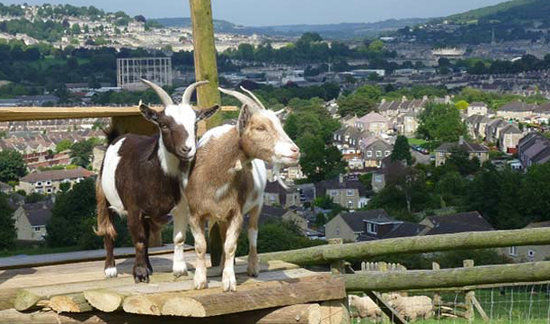 Bath City Farm