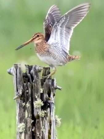 Loch Stiapabhat Local Nature Reserve