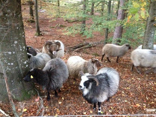 Biskopstorp Naturreservat