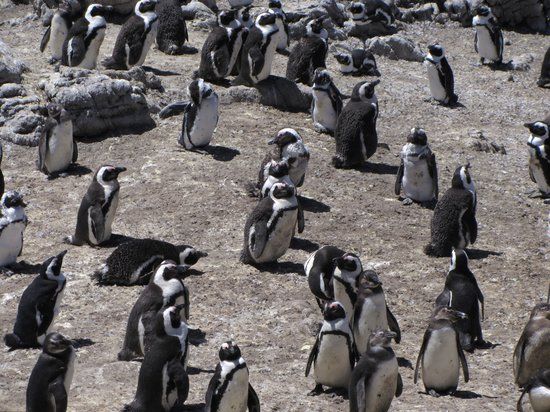 Stony Point Penguin Colony