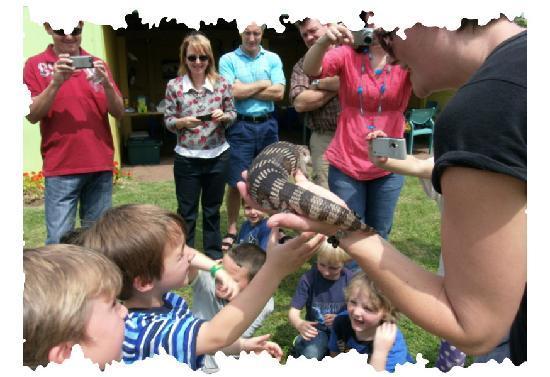 Animals in Wonderland