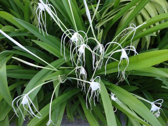 Curepipe Botanical Garden