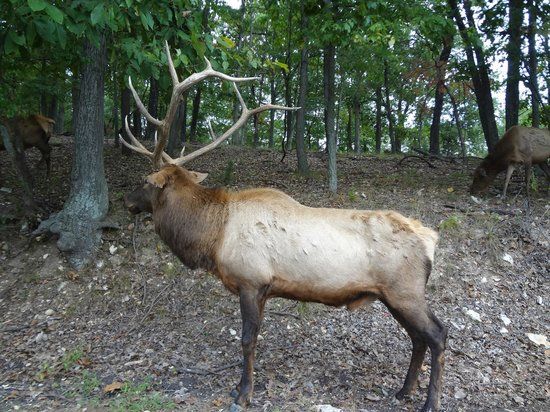 Lone Elk Park
