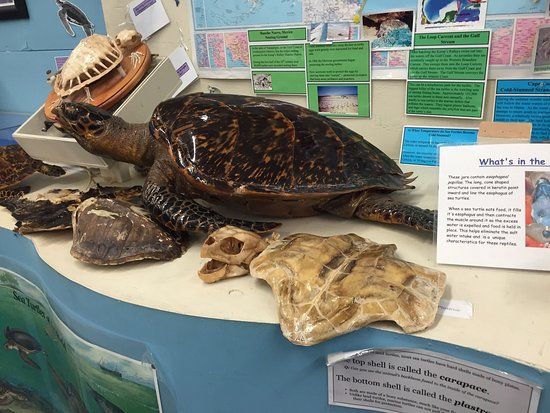 National Marine Life Center