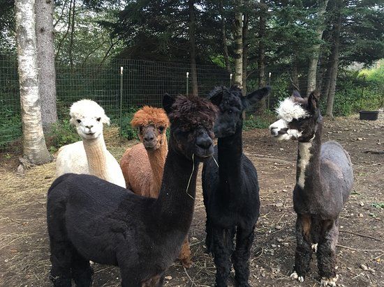 Cape Newagen Alpaca Farm