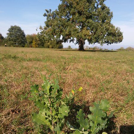 Parco del Beato Bertrando