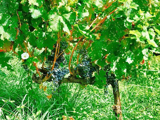 Azienda Agricola Slow Le Driadi