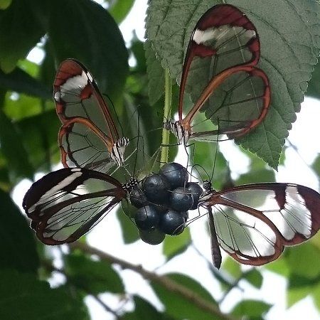 Vlinderparadijs Papiliorama