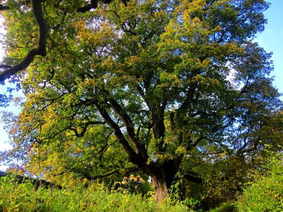Chêne ancien Birnam Oak