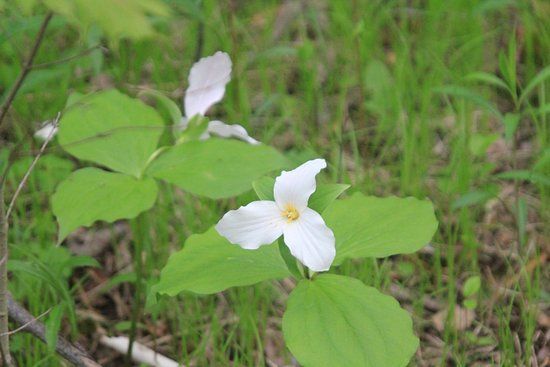 Dumfries Conservation Area