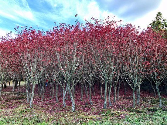 Hangpaduri Hangmong Historical Site