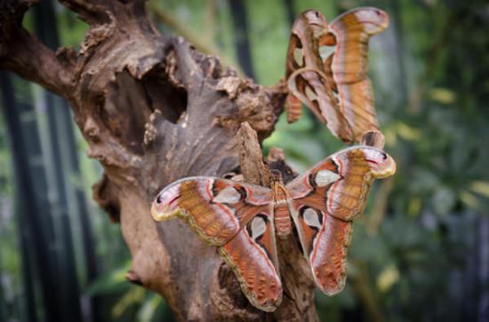 Casa delle Farfalle di Bordano