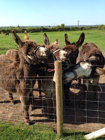 Scotty's Donkeys and Animal Park