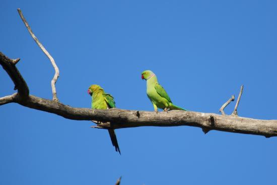 Udawalawe Nationalpark Elefant Trail