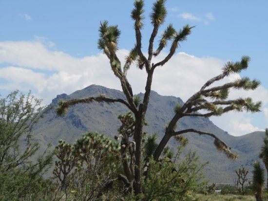 Grapevine Mesa Joshua Trees