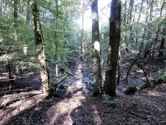 Rezerwat Meteorytów Morasko