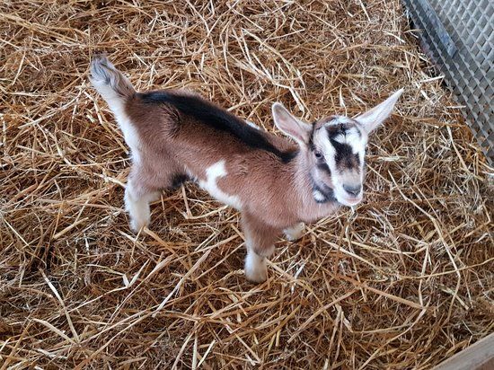 La Fromagerie de la Folie