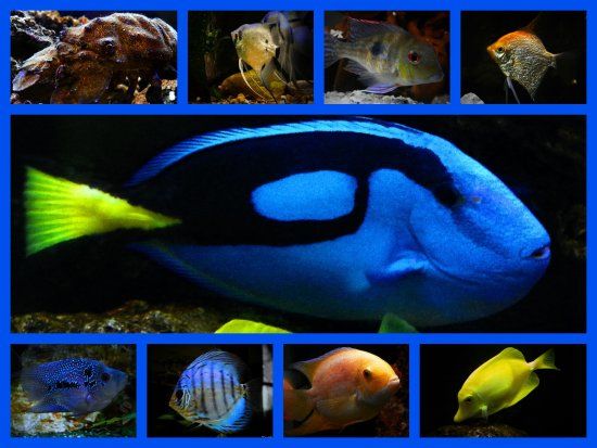 Public Aquarium and Tropicarium