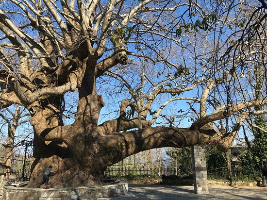1,000 Year Old Platanus Tree