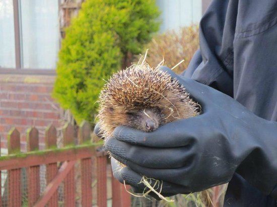 Tiggywinkles Wildlife Hospital Visitor's Centre