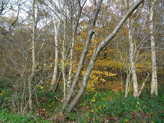 Natuurgebied Holtingerveld