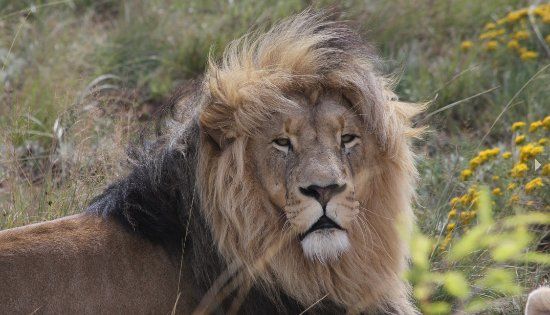 Love Lions Alive Sanctuary