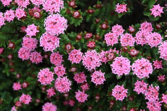 Stokes Bay Bush Garden