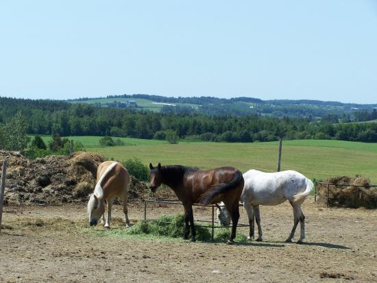 Ferme C'est la Faute des Biquettes