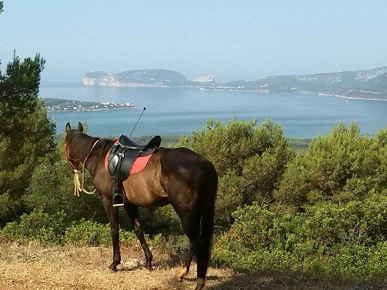 Asd centro ippico new farm