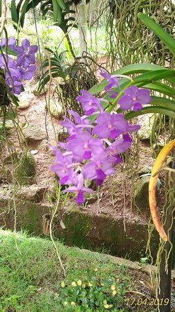 Orquidário Público de Guarulhos