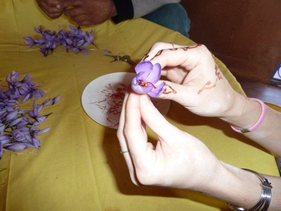 La safranière de l'Ourika