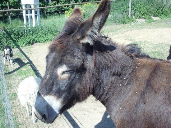 Sommerhausen Tiergarten
