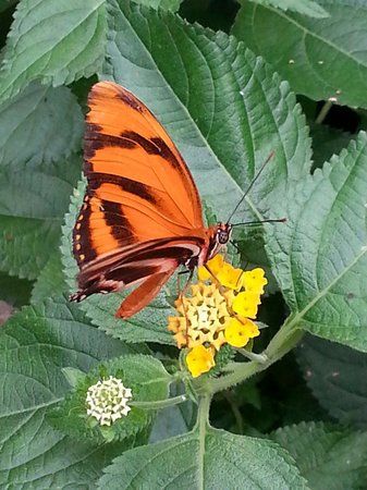 Schmetterlingspark Fehmarn