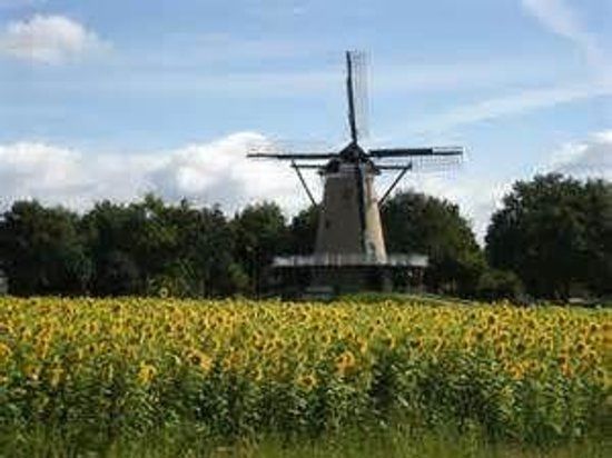 Moulin à blé De Windhond
