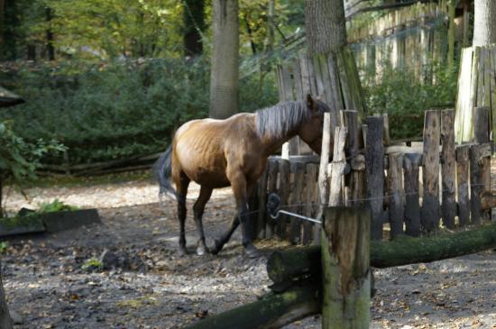 Dierentuin van Děčín